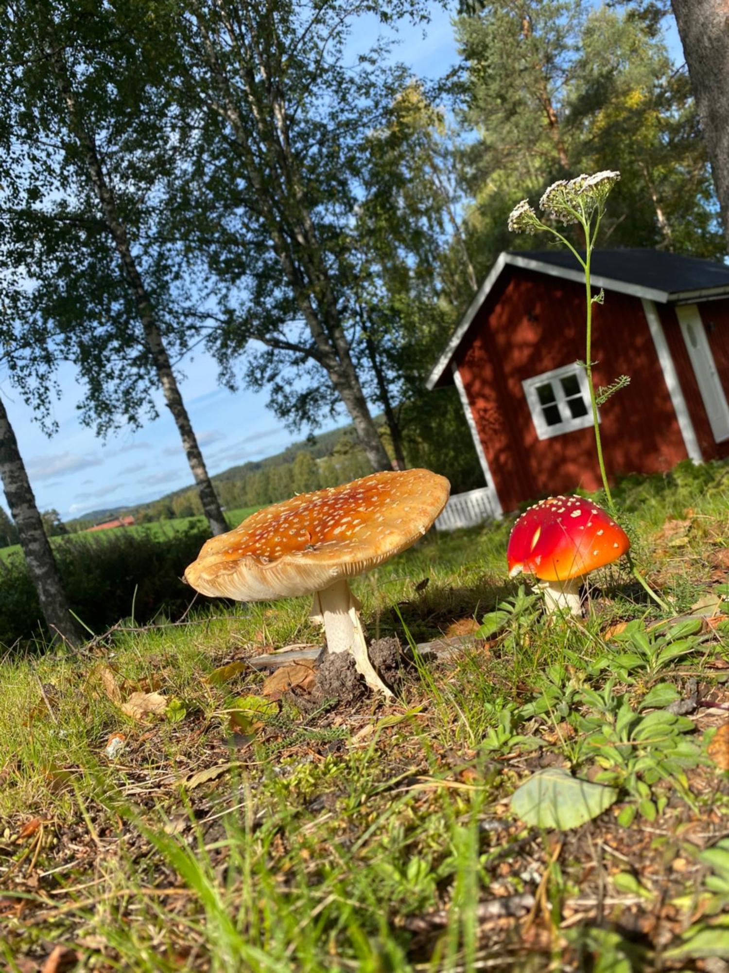 Sunshine Stuga Bergvik Gallo 외부 사진